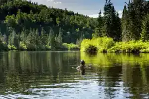 Chalet au bord de l'eau avec spa et sauna à St-Côme - Baignade dans la rivière